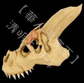 T-Rex Skull