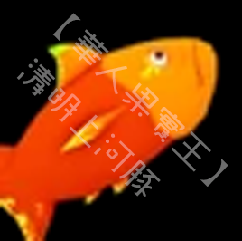 鯉魚 Carp