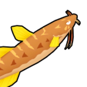 鯰魚 Catfish
